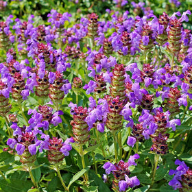Wily Fox seeds grown and packaged in the USA for freshness
