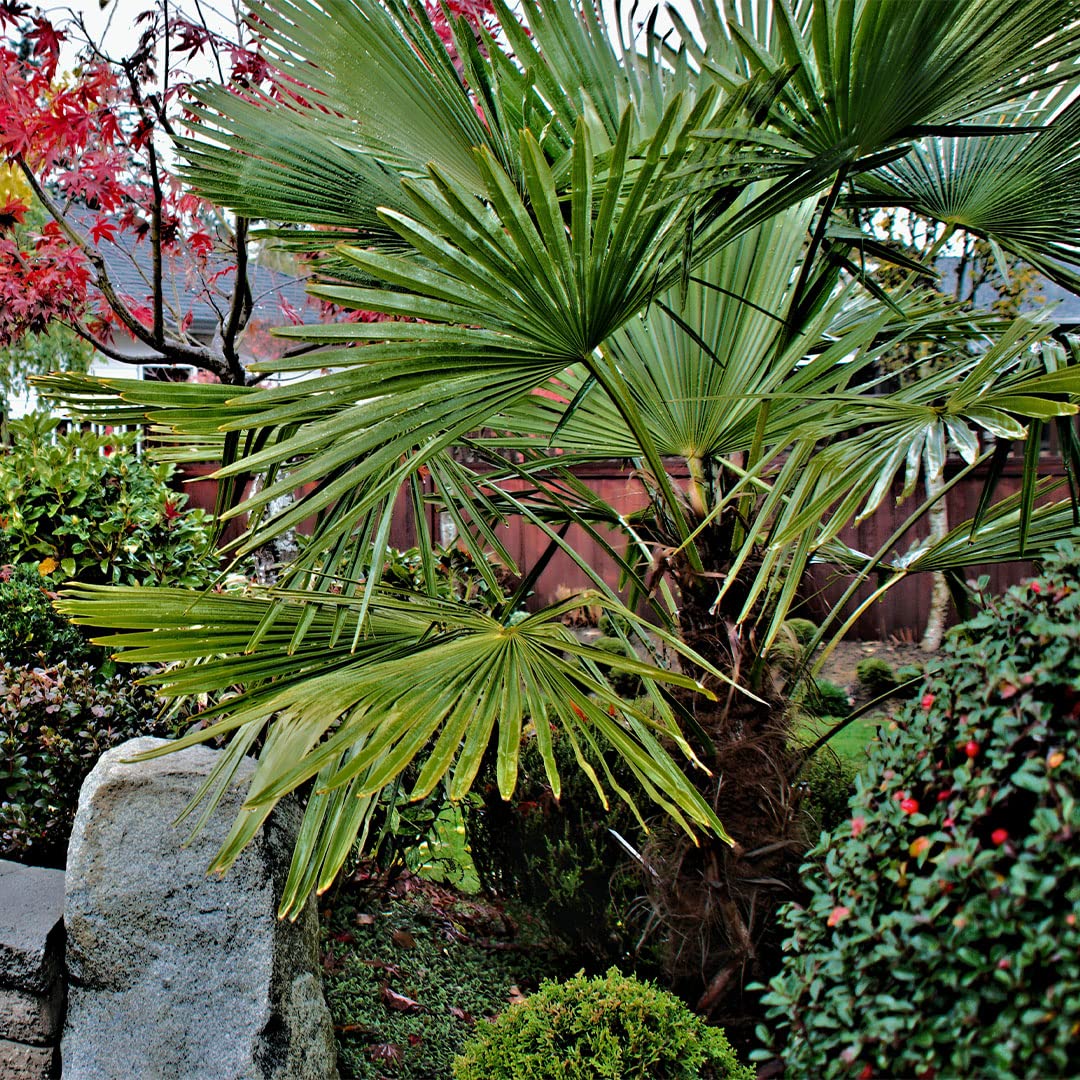 American Plant Exchange Windmill Palm works well in containers.