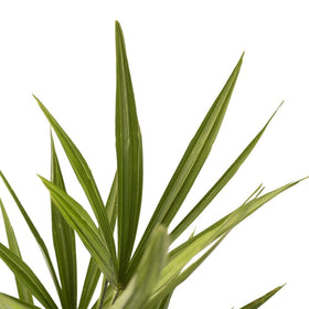 American Plant Exchange Windmill Palm fronds create a graceful canopy.