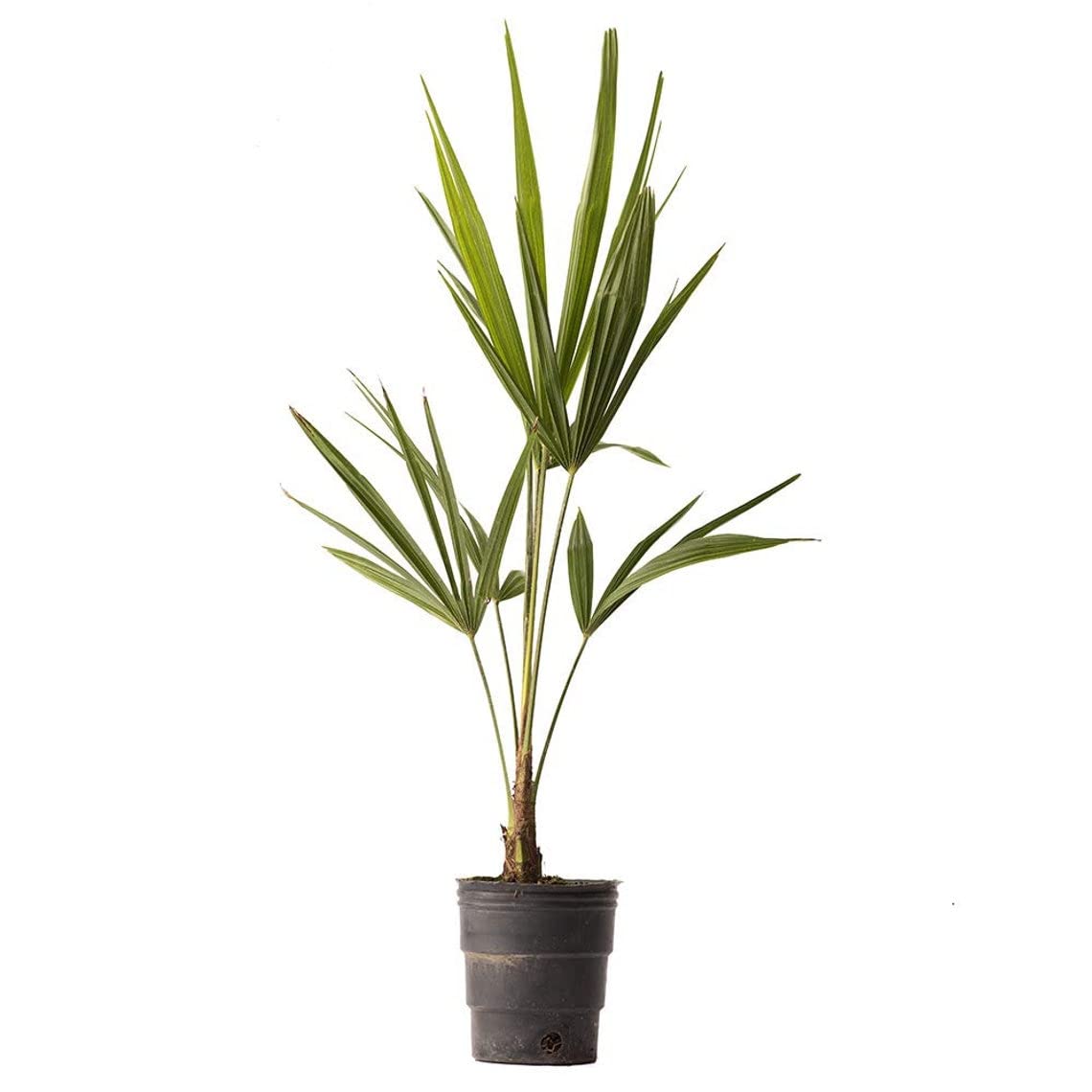 American Plant Exchange Windmill Palm’s textured trunk adds vertical interest.