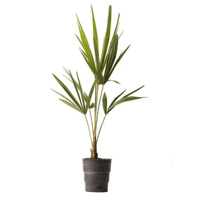 American Plant Exchange Windmill Palm’s textured trunk adds vertical interest.
