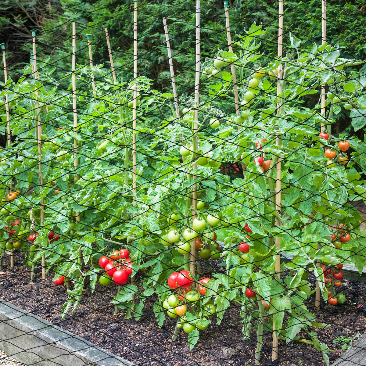 Windyun poultry netting over vegetables and herbs in a backyard.