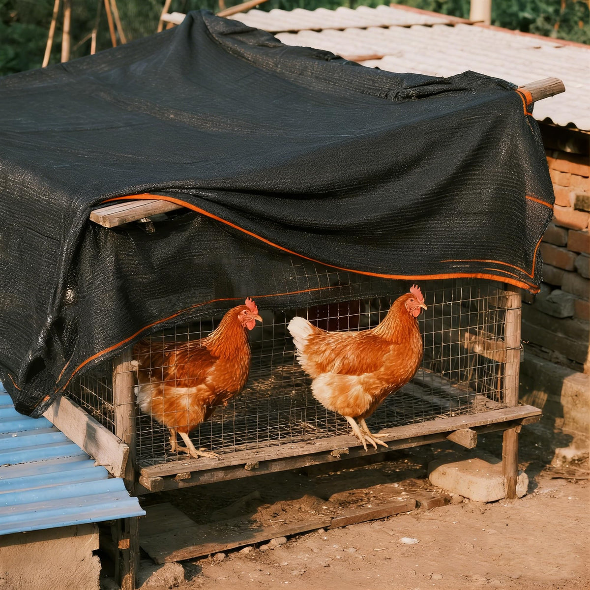 Chicken coop setup using Winemana shade cloth for shade.