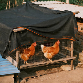 Chicken coop setup using Winemana shade cloth for shade.