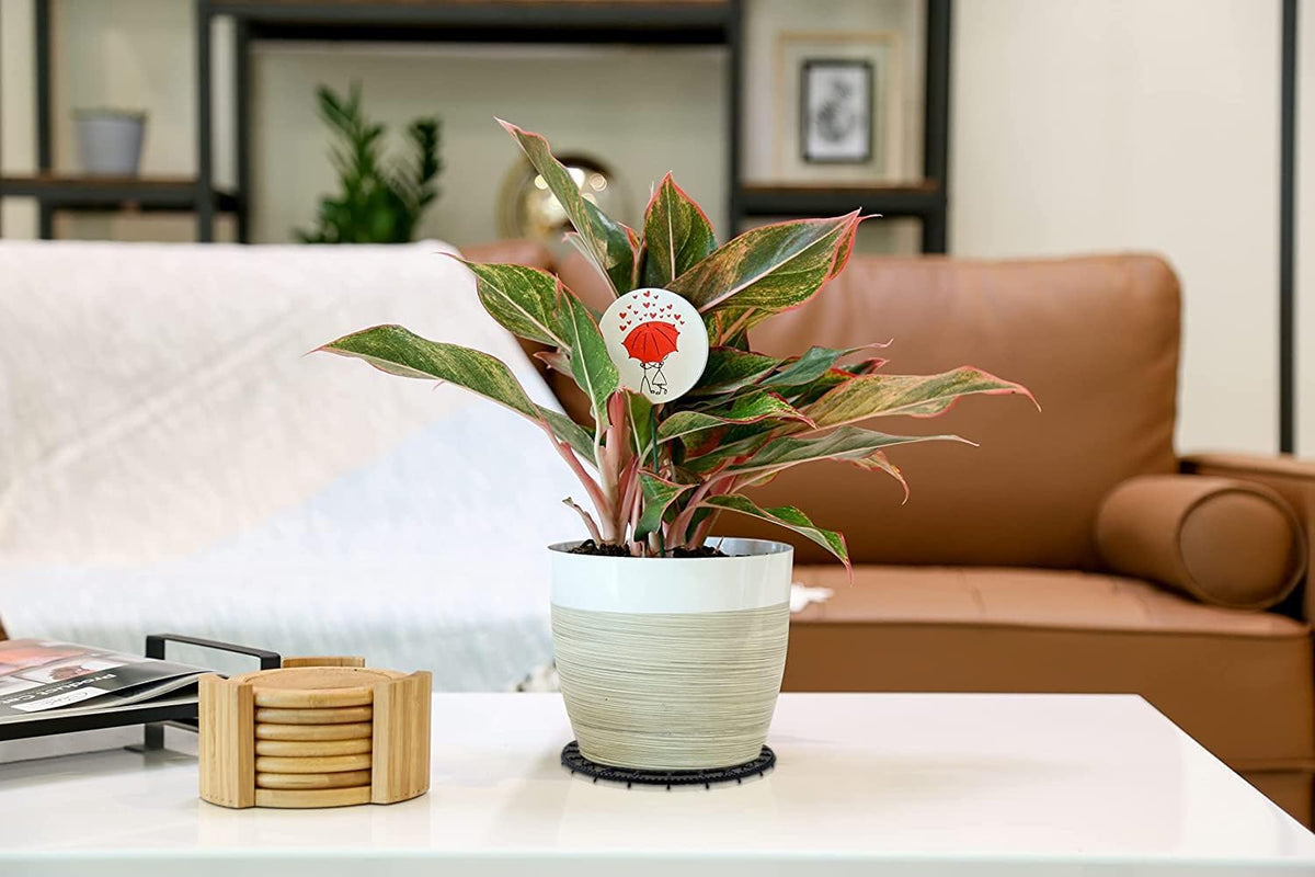WISHDIAM indoor-outdoor trivet keeps planters off floors for airflow