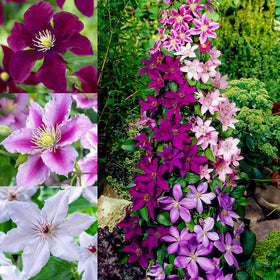 Wivolibe 100 Clematis seeds pack for versatile climber and vibrant spring blooms.