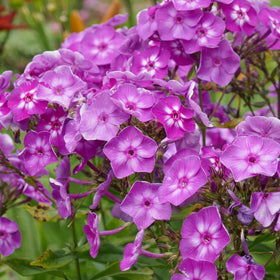 Wivolibe 1000+ phlox seeds pack ready for garden planting and ground cover