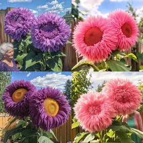 Wivolibe 150+ rare sunflower seeds pack for home gardens and pollinators