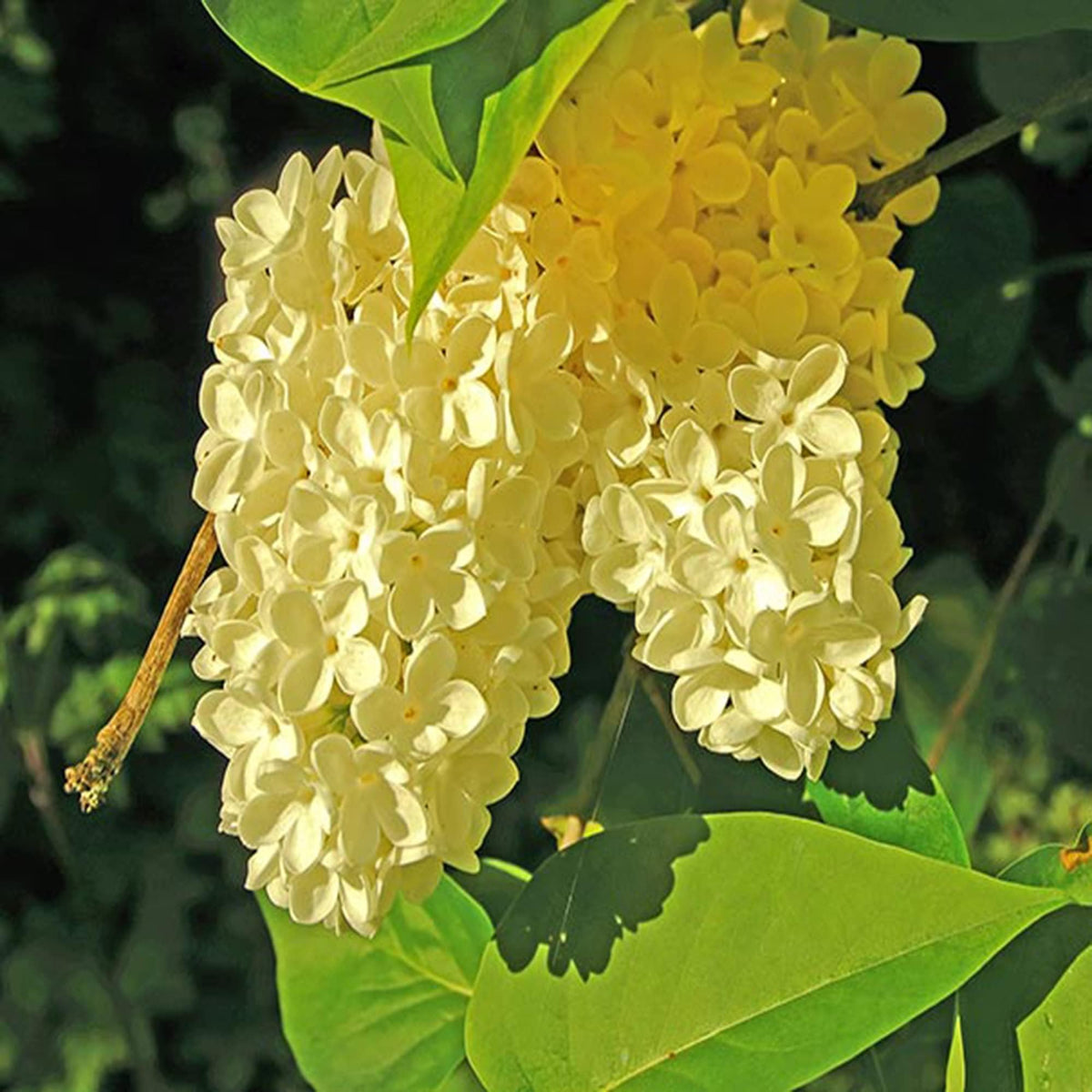 Wivolibe 200-seed package for abundant garden color.