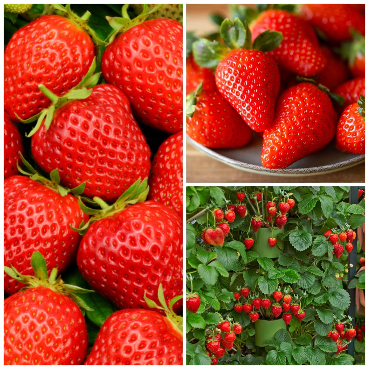 Wivolibe 2100+ Cream Strawberry Seeds pack for home gardening and heirloom flavor.