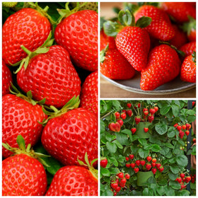 Wivolibe 2100+ Cream Strawberry Seeds pack for home gardening and heirloom flavor.