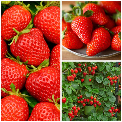 Wivolibe 2100+ Cream Strawberry Seeds pack for home gardening and heirloom flavor.