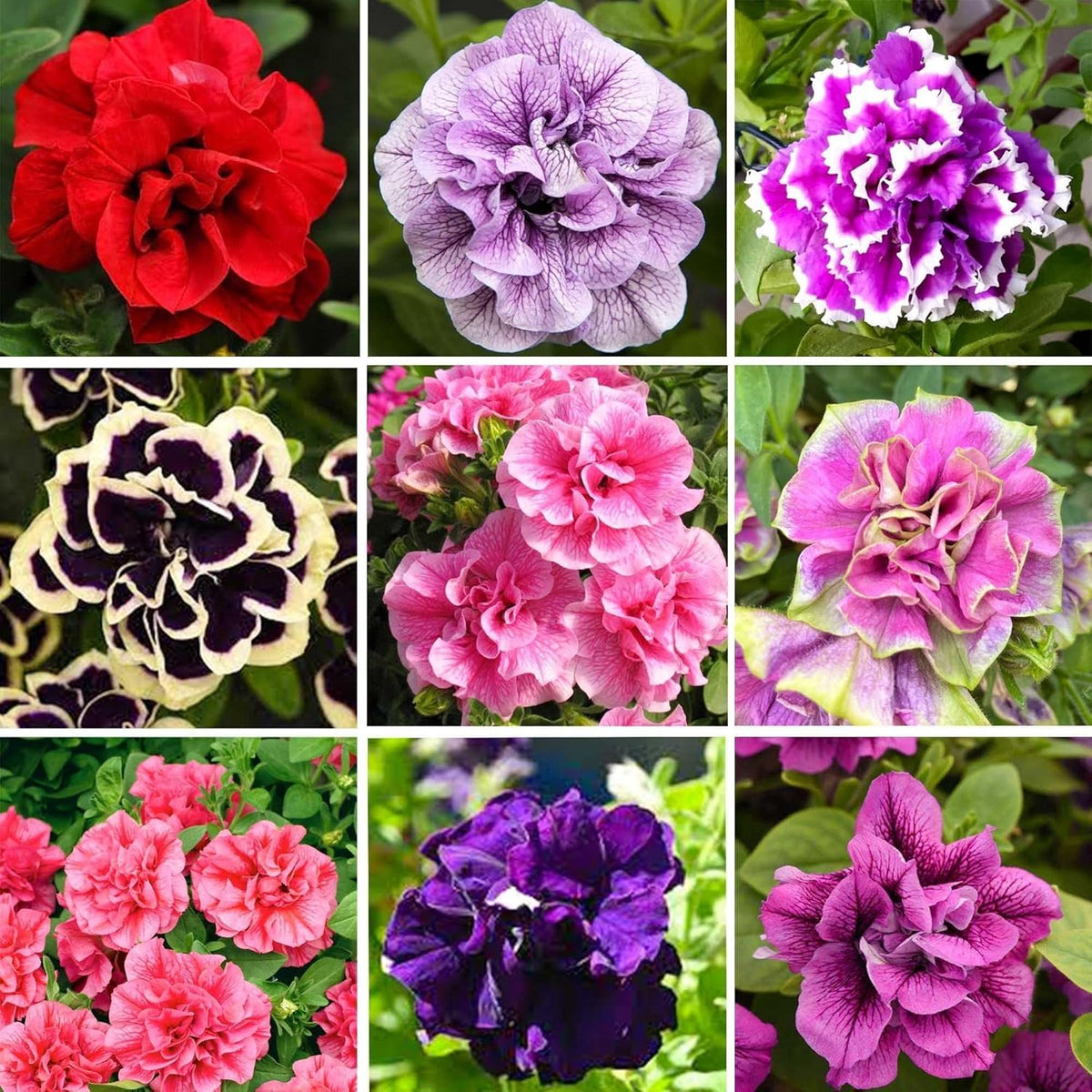 Wivolibe 360+ Double Petunia seeds pack ready for planting