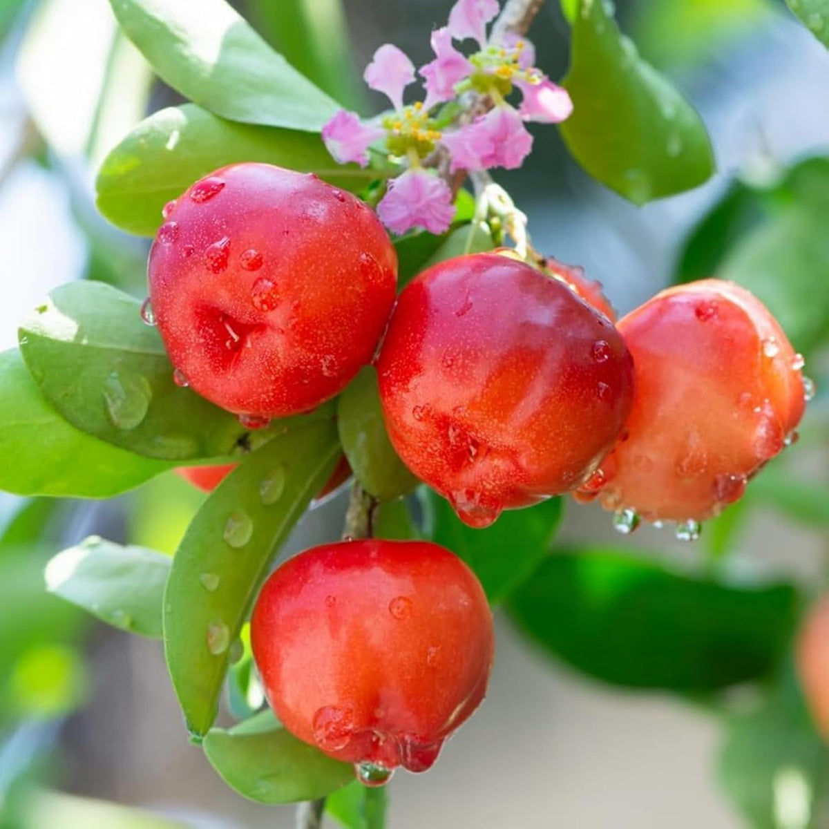 Wivolibe Acerola seedling growth of a young tropical plant