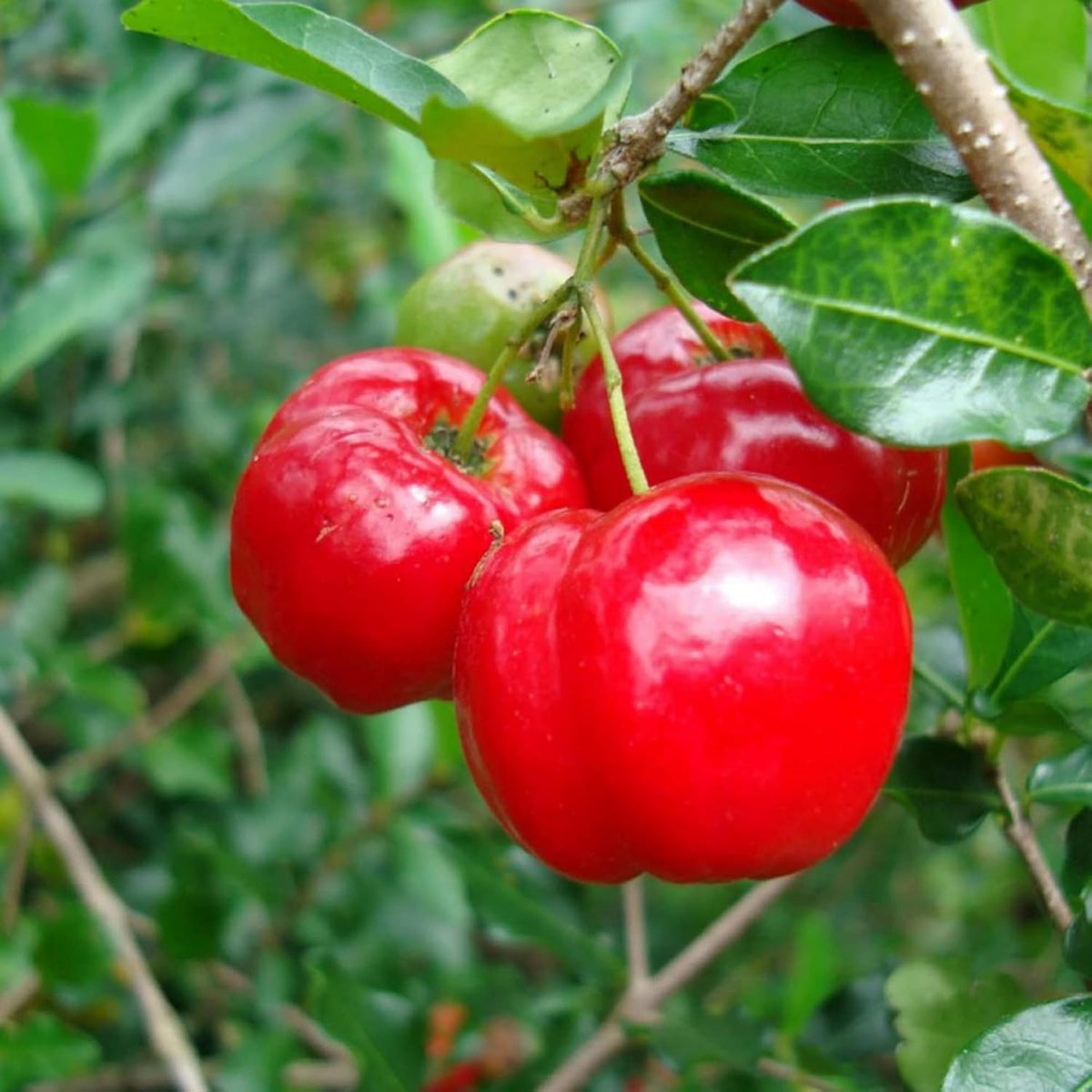 Wivolibe Acerola seeds germination shows healthy start for a tropical plant