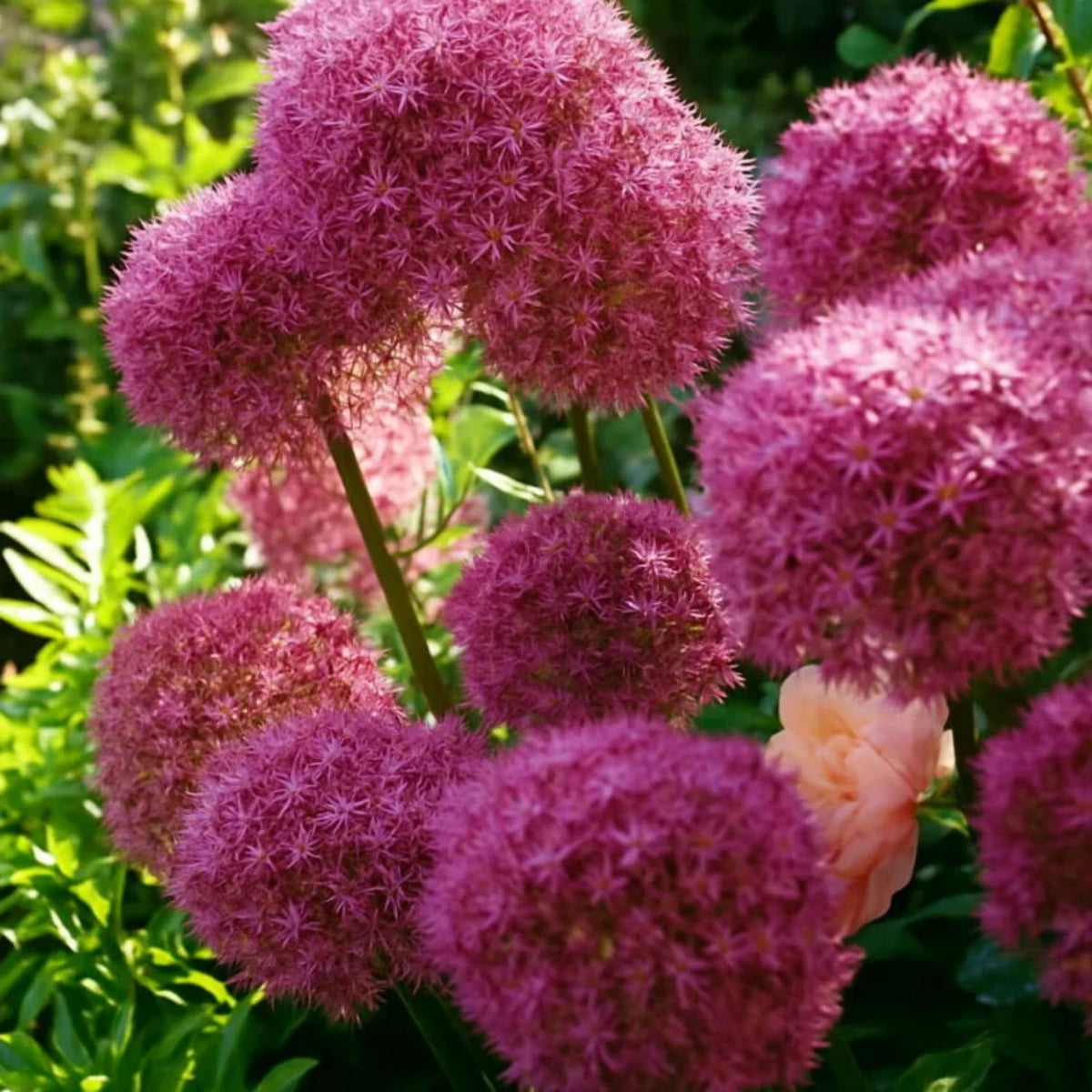 Wivolibe Allium Giganteum deer resistant feature in landscape design