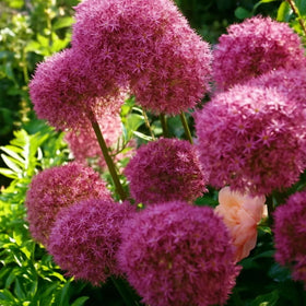 Wivolibe Allium Giganteum deer resistant feature in landscape design