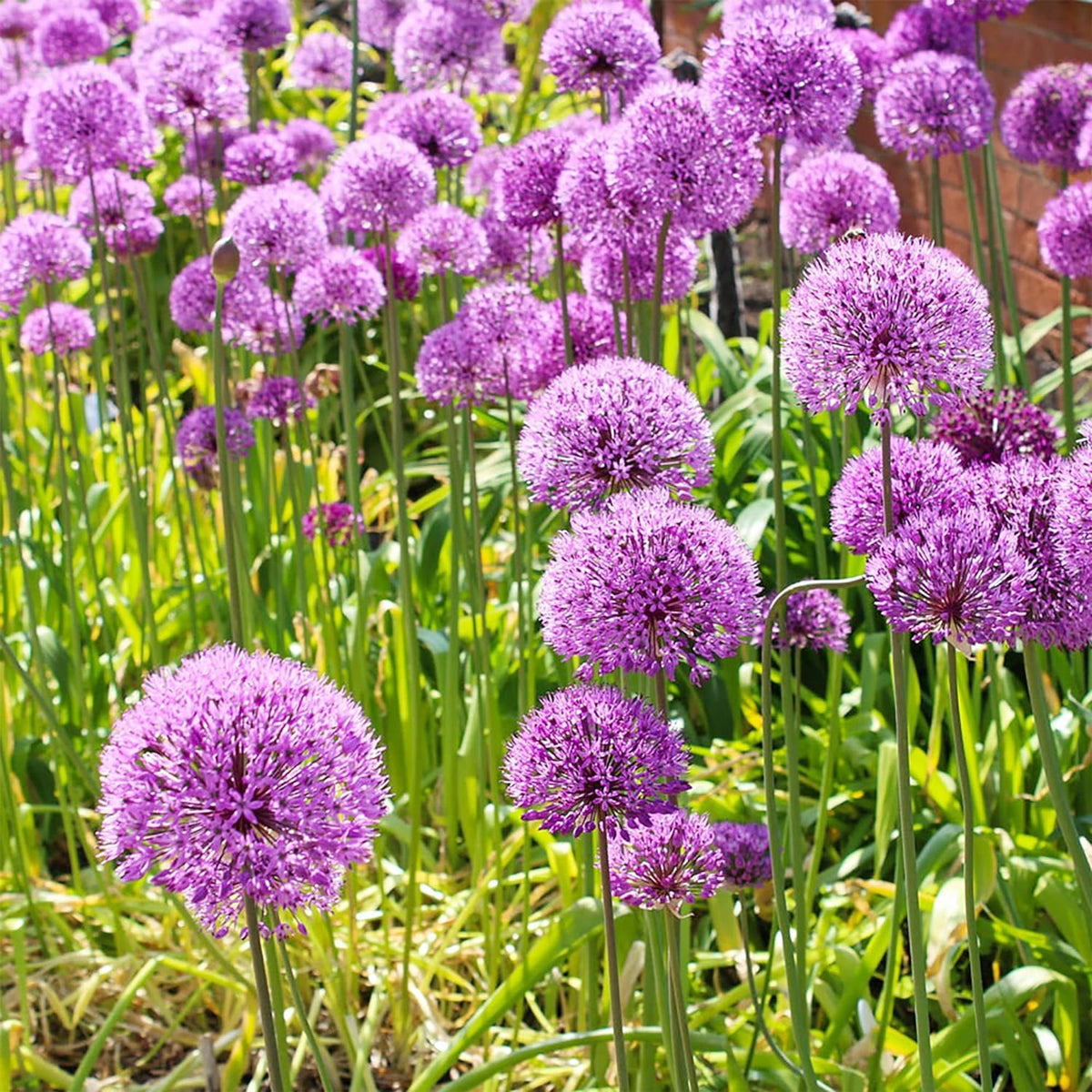 Wivolibe Allium Giganteum drought tolerant display in dry soil