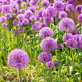 Wivolibe Allium Giganteum drought tolerant display in dry soil