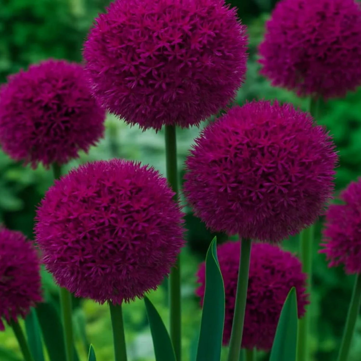 Wivolibe Allium Giganteum flowering bloom display in garden beds