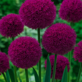 Wivolibe Allium Giganteum flowering bloom display in garden beds