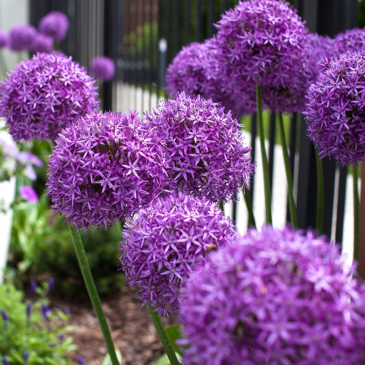 Wivolibe Allium Giganteum seeds ready for garden planting session