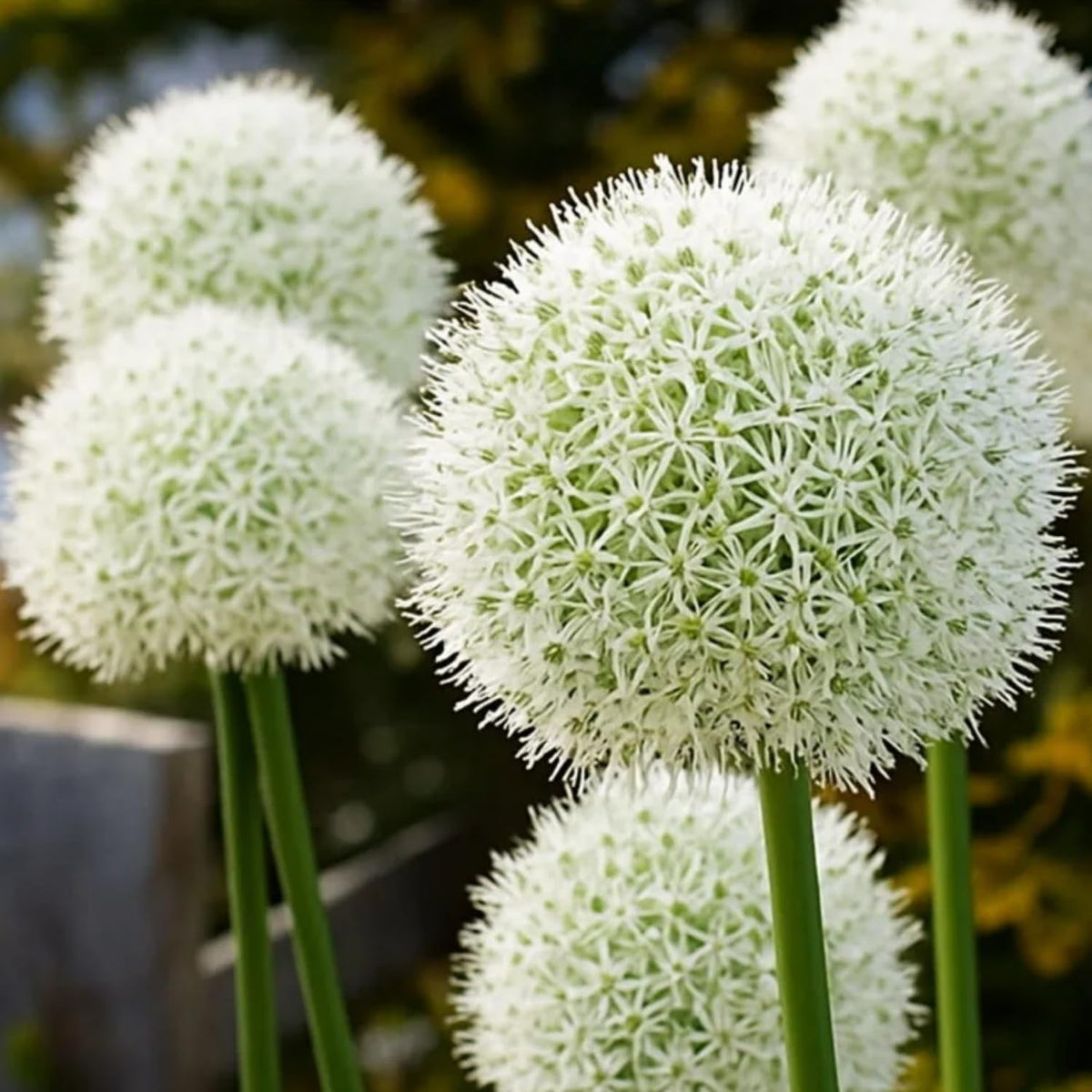 Wivolibe Allium Giganteum pollinator garden setup with purple blooms