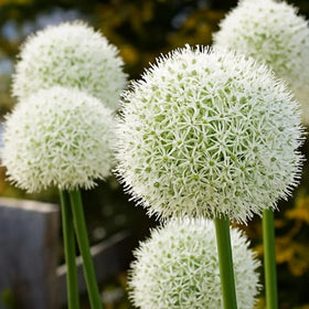 Wivolibe Allium Giganteum pollinator garden setup with purple blooms