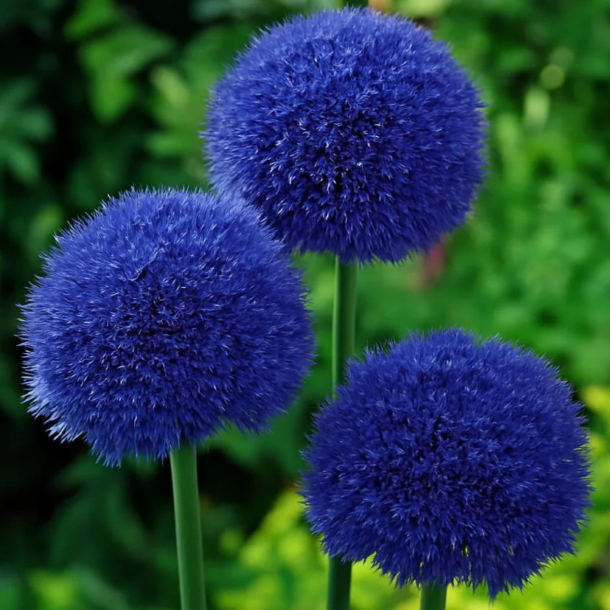 Wivolibe Allium Giganteum seed closeup for garden planning and planting