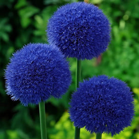 Wivolibe Allium Giganteum seed closeup for garden planning and planting