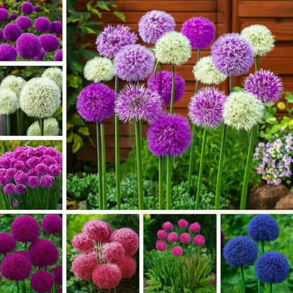 Wivolibe Allium Giganteum seeds packaging ideal for sunny borders and easy cultivation