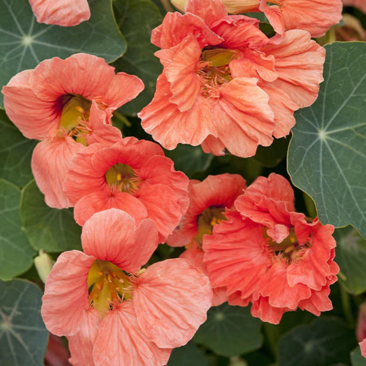 Wivolibe annual climbing nasturtium vine supports vibrant summer color.