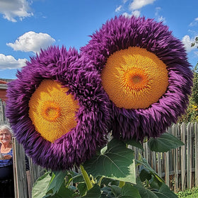 Wivolibe annual sunflowers delivering quick color from planting to bloom