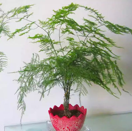 Wivolibe Asparagus Plumosus Nanus seeds pack for beginners, ideal starter for indoor greenery