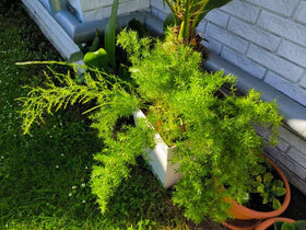 Wivolibe Young plant growing from Nanus seeds displays compact trailing fronds for shelf styling