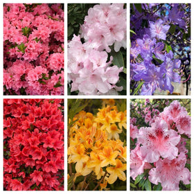 Wivolibe azalea seeds show color varieties for vibrant beds