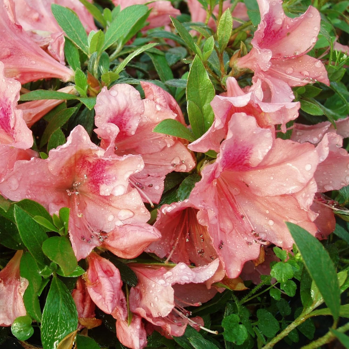 Wivolibe azalea seeds ideal for shade gardens and woodland spaces