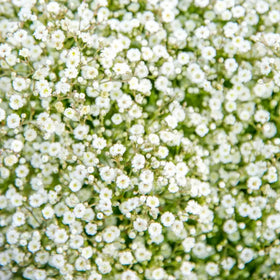 Wivolibe Baby's Breath seeds germination for easy growth