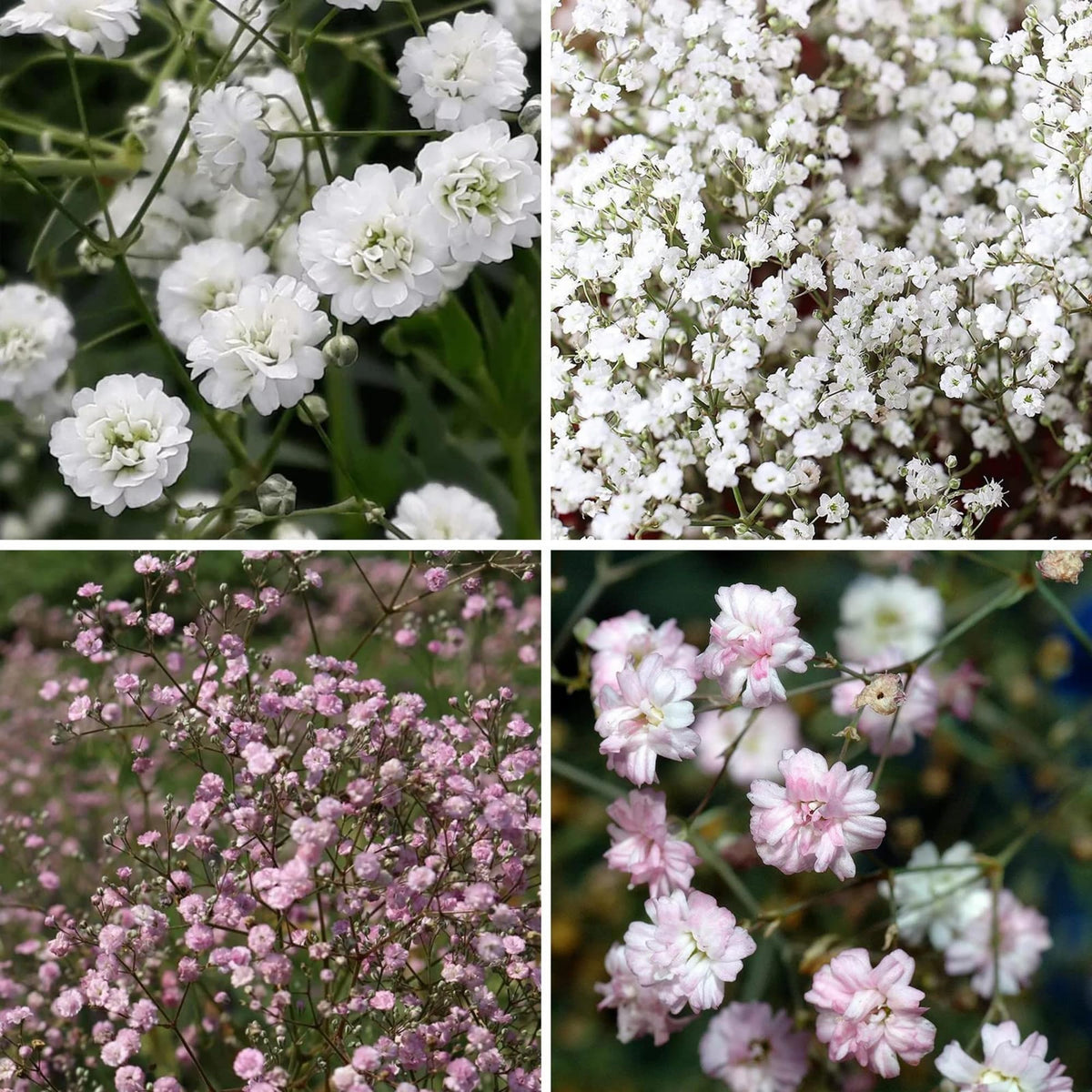 Wivolibe Baby's Breath seeds mixed collection for vibrant garden color