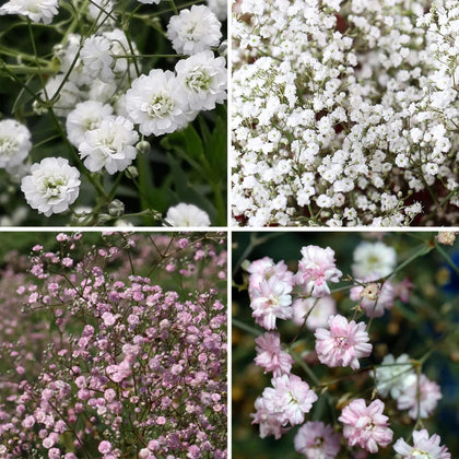 Wivolibe Baby's Breath seeds mixed collection for vibrant garden color