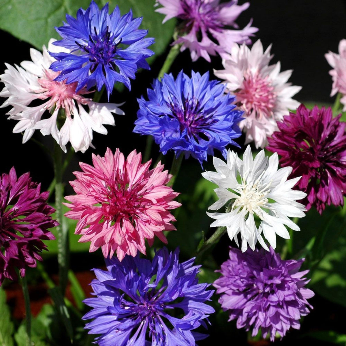 Wivolibe Bachelor Button seeds closeup bloom for cut flowers