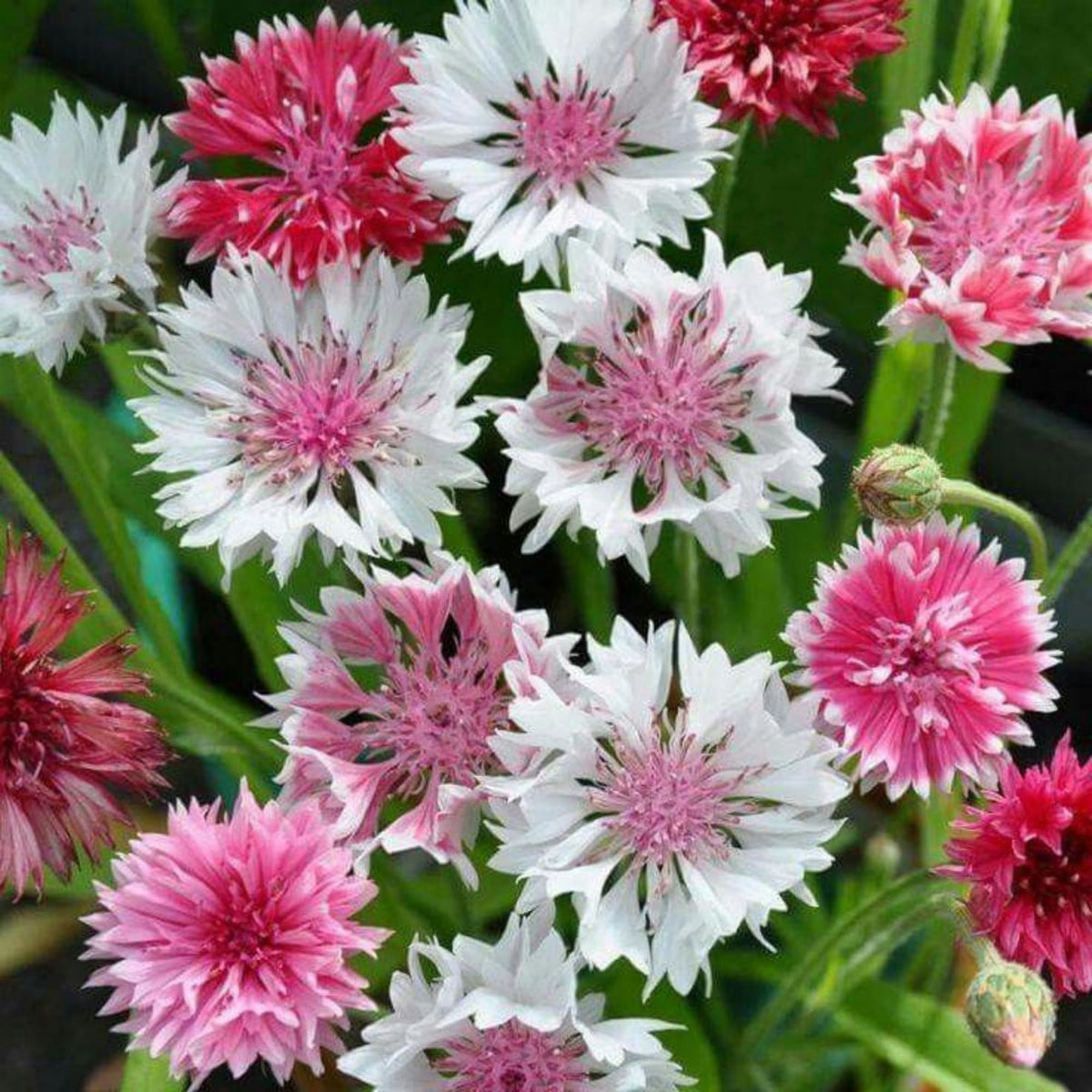 Wivolibe Bachelor Button seeds for cutting and vase displays