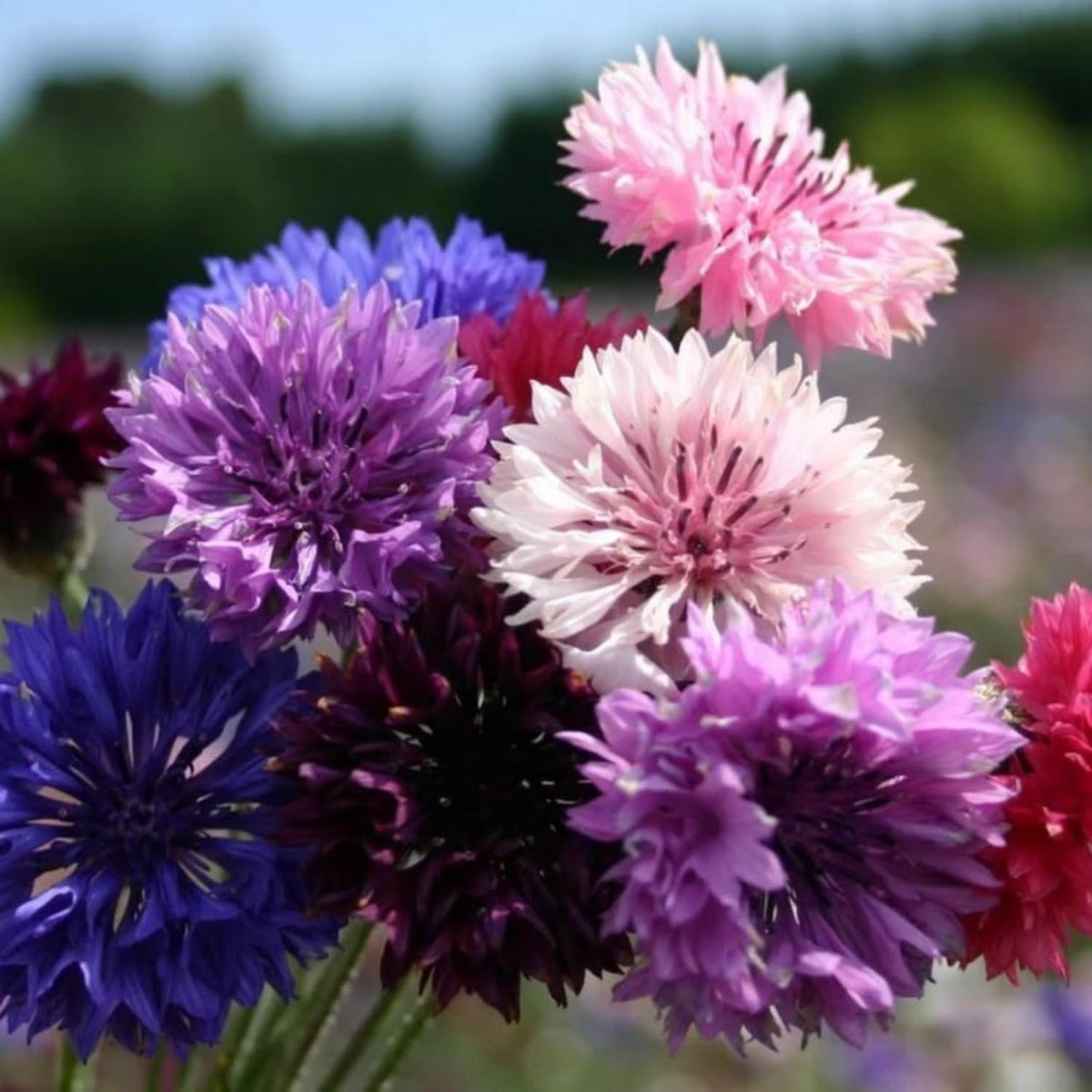Wivolibe Bachelor Button seeds for drying and long-lasting color