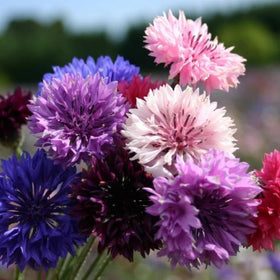 Wivolibe Bachelor Button seeds for drying and long-lasting color
