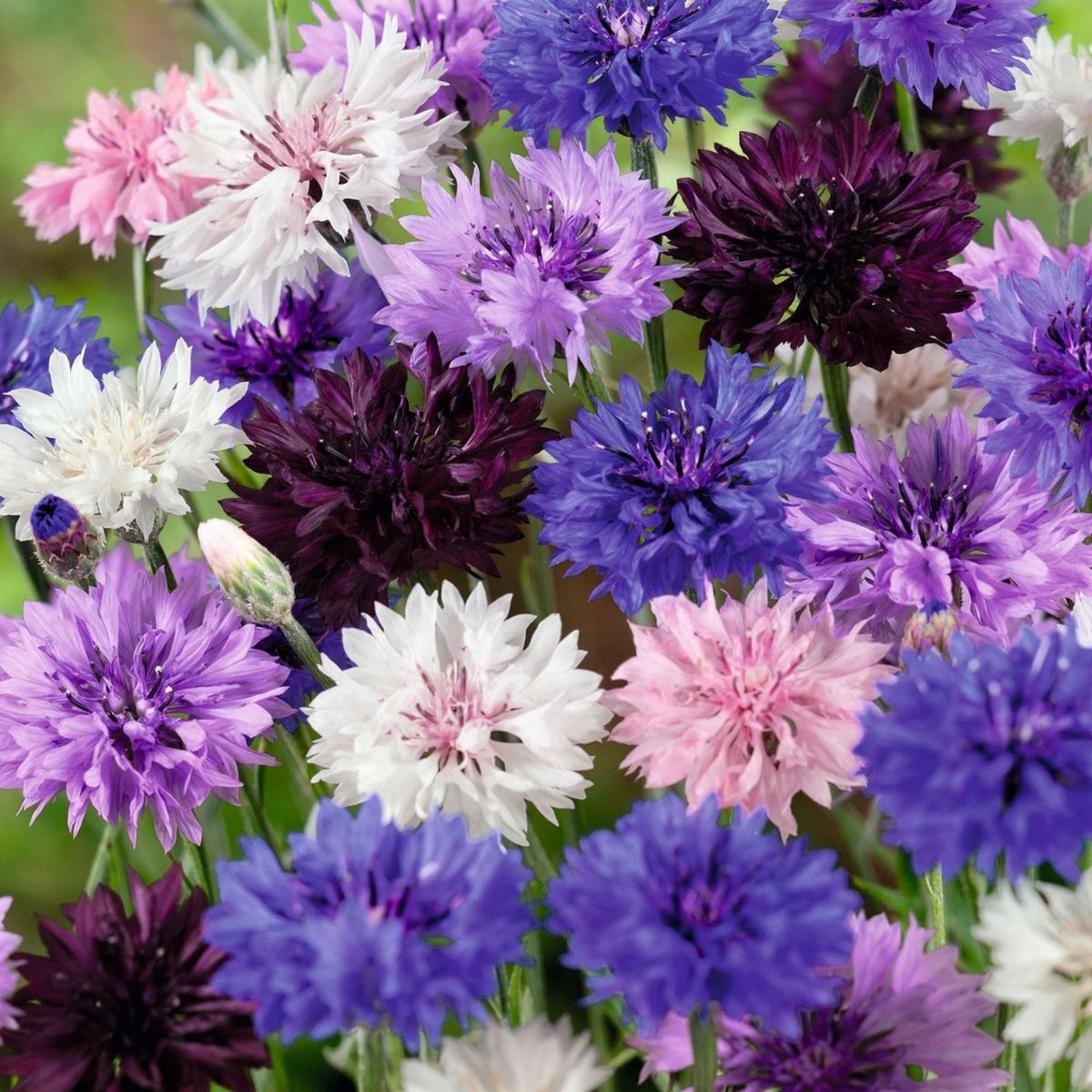 Wivolibe Bachelor Button seeds in garden bed for mass plantings