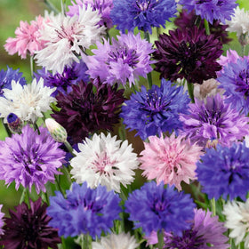 Wivolibe Bachelor Button seeds in garden bed for mass plantings