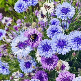 Wivolibe Bachelor Button seeds seed pack for home garden planting
