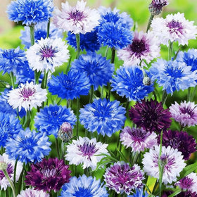 Wivolibe Bachelor Button seeds sun-loving plant thrives in sun