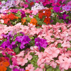 Wivolibe balsam seeds producing a bright ruby flower mass in a garden