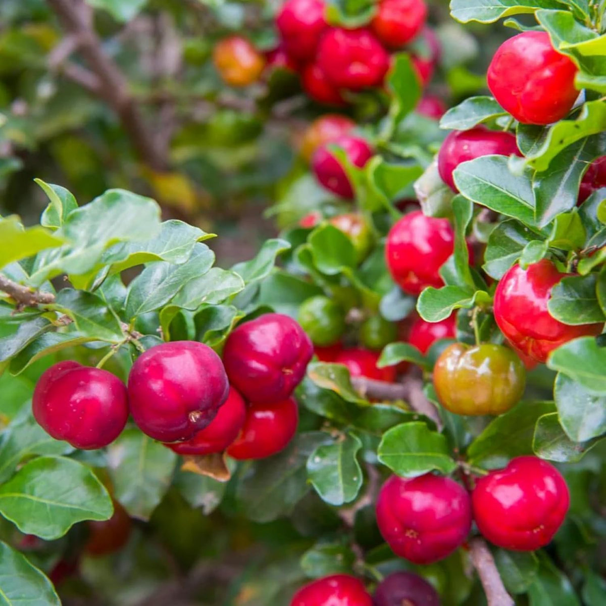 Wivolibe Barbados cherry fruit closeup with vibrant red, juicy drupes